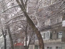 Чинар надвисна опасно на бул. "Александър Стамболийски"