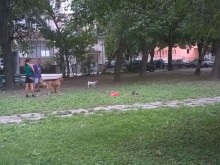 Къде е проблемът, пловдивчани - в кучетата или в собствениците им?