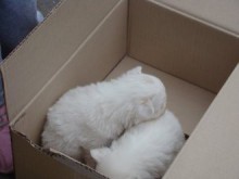 Котешки приют отваря врати в Пловдив