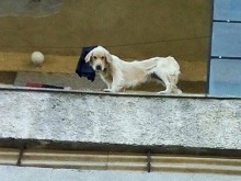 Две кучета живеят без вода и храна, затворени на балкон