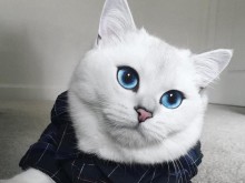 Коби - котката с най-красивите очи