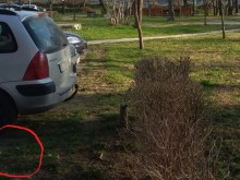 Отрязан свински крак се появи в пловдивски парк