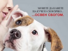 Стартира кампания за ограничаване на изоставянето на кучета