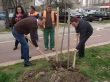 Започна пролетното засаждане на дървета в "Южен"