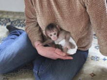 Маймунчето Алф с личен педиатър