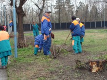 Чинари засаждат в "Централен"