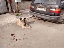 Екшън, кръв и патрулки заради куче, влачено на теглич