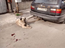 Майката на шофьора, влачил кучето си: Нямат право да спират сина ми!