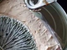 Консерви с гъсеници и с мухлясали продукти продават в магазините