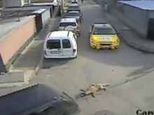 Влачилият куче на теглича си: Жена ми постоянно реве, крием се!