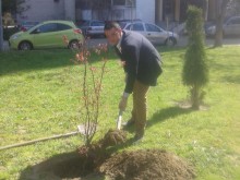 Японски клен ще краси парка до търговски център "Гранд"