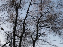 Опасни клони дебнат кючукпарижани, махат ги