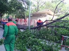 След сгромолясалото се дърво в Кючука: Силен стрес за 27-годишна учителка!