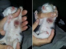 Ненормалник сряза лапичките на малко котенце, Фейсбук в шок