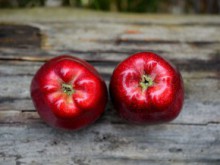 Масово залесяват с ябълкови дръвчета площите около Гребната база