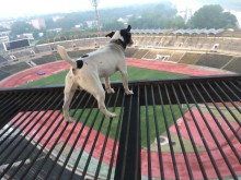 Необичайно място за разходка на домашния любимец