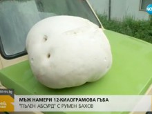 Родопчанин намери 12-килограмова гъба