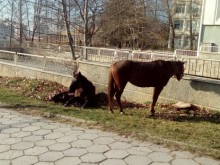 Безстопанствен кон причини тежка катастрофа, загина 15-годишно дете