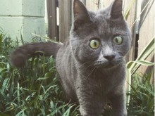 Коте с рядка болест доби световна популярност