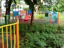 Плантация от марихуана на детска площадка