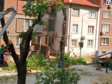Драма с дървета на метри от бул. "Васил Априлов", има си обяснение