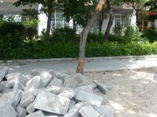 Дръвчета станаха жертва на строители