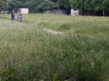 Тревни площи в града се превърнаха в джунгли, сигналите "валят"