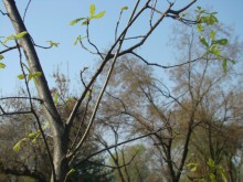 Изкуствените гори у нас са в риск
