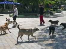 Глутница кучета нахапа двама души в центъра на Златните