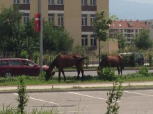След прасетата и коне се появиха край ПУ