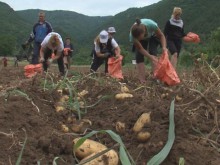 Бачковският манастир продава картофи, за да реставрира църква