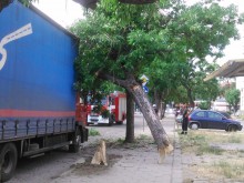Камион отнесе дърво