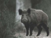 Глиган вилнее в хотели на Слънчев бряг, изкъпа се и в детски басейн