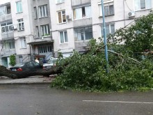 Дърво рухна и премаза коли в "Кючука"