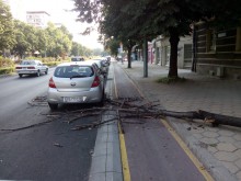 Дърво рухна на "Мария Луиза", увреди кола
