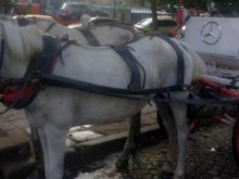 Бял файтон с емблемата на "Мерцедес" е най-новата атракция в Созопол