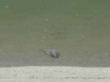 Нещо трови рибата във водите на река Чая край Катуница! Местните знаят, но органите пасуват