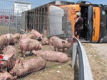 Пловдивчанин обърна камион със 170 прасета край Шумен
