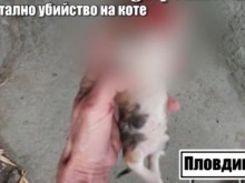 Изключителен садизъм в Пловдив!