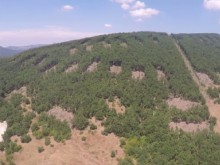 18 акта и уволнен горски инспектор за сечта в горите на Минерални бани