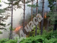 Роми дървосекачи виновни за огнения ад в Родопите