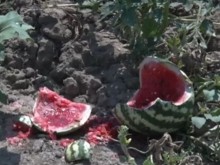 Фермер се закани на роми-крадци: Ще запаля трактора и ще мина отгоре им