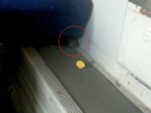 Мишка пътува на аванта с влака София - Бургас, смрад и мръсотия във вагоните