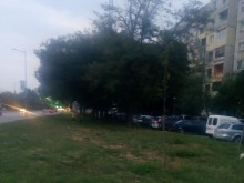 Пловдивчани си бранят дърветата