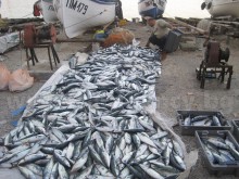 Паламуд напълни морето, вълни спират рибарите