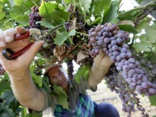 27 000 са сключените еднодневни трудови договори в Пловдив и региона