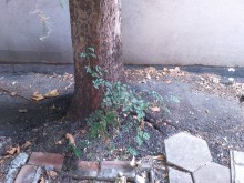 Бетонираха дърво в Кючука