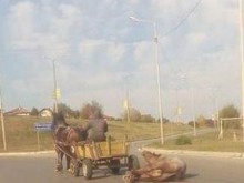Фейсбук гърми: Гледката е ужасяваща! Роми влачат вързан за краката кон!