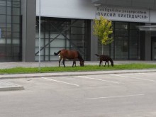 Не е Фотошоп: Тези снимки са направени в Пловдив!