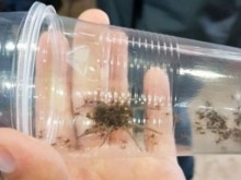 Майката природа изуми столичанин, вижте на какво се натъкна